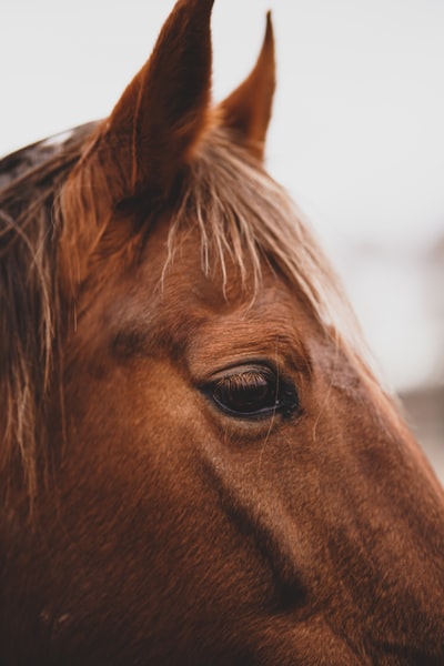 Close shot photography in the brown horse
